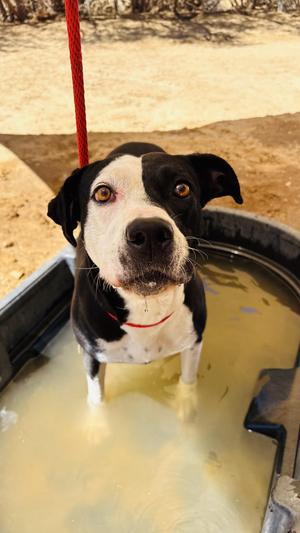 DOTTIE, American Bully / Labrador Retriever, adult, available for adoption