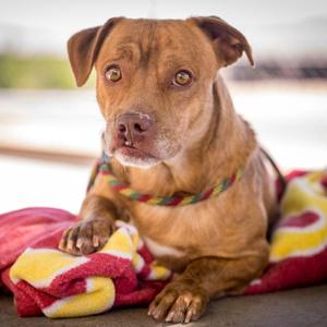 WYCLEF, Corgi / Labrador Retriever, young, available for adoption