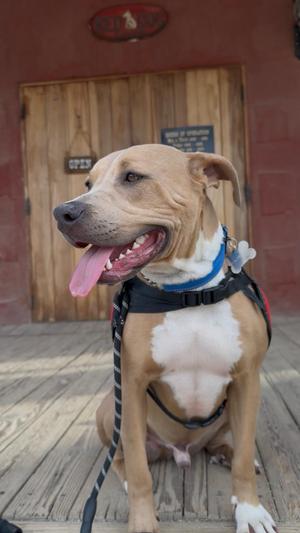A tan and white pit bull mix dog sits on a wooden deck in front of a rustic wooden door. The dog is wearing a blue collar and a black harness, and its tongue is hanging out as it pants.