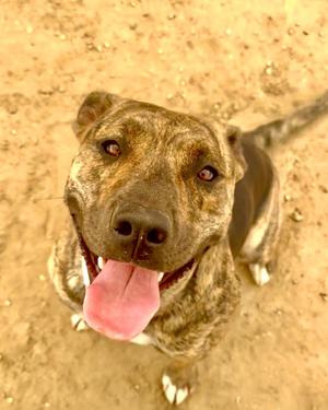 A brown and black brindle dog with a pink tongue sticking out, looking up at the camera.