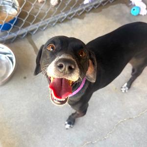 BEAN, Chihuahua / Hound, young, available for adoption