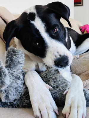 ROSIE, Greater Swiss Mountain Dog, young, available for adoption