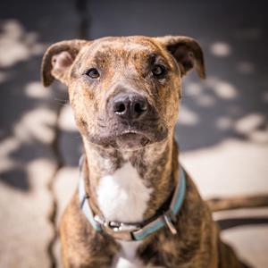 NOVA, Cattle Dog / Dutch Shepherd, young, available for adoption