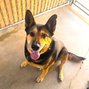 ZERO, German Shepherd Dog / Terrier, senior, available for adoption
