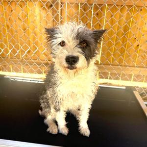 WINNIE, Sheep Dog / Terrier, young, available for adoption