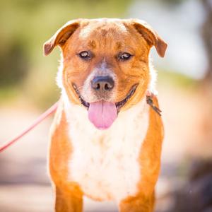 TEDDY GRAHAM, Australian Shepherd / Cattle Dog, young, available for adoption