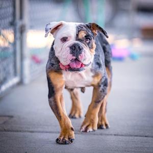 A bulldog with a white and black coat walking on a sidewalk