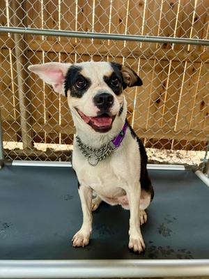 LANA DEL REY, Jack Russell Terrier / Beagle, young, available for adoption