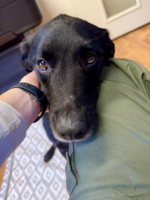 MITCH, Black Labrador Retriever / Shepherd, adult, available for adoption