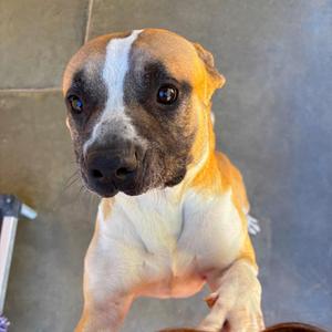 A brown and white dog with a black nose and expressive eyes, standing on its hind legs with its front paws raised.