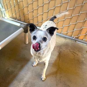 SALLY, Chihuahua, adult, available for adoption