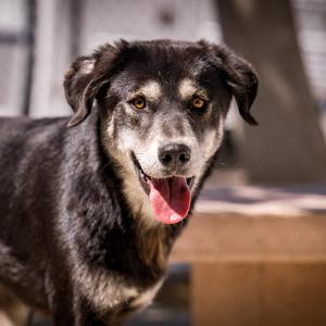 BRAX, Shepherd / Husky, young, available for adoption