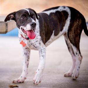 MOON, Pit Bull Terrier / Cattle Dog, young, available for adoption