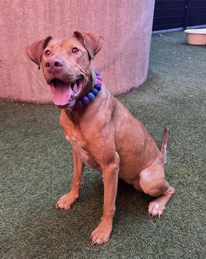 CATALINA, Vizsla / Great Dane, adult, available for adoption