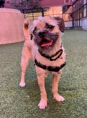 DANTE, Border Terrier, young, available for adoption