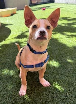 PACMAN, Chihuahua, young, available for adoption