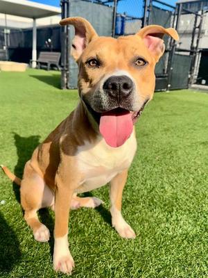KANGAROO JACK, Pit Bull Terrier, young, available for adoption