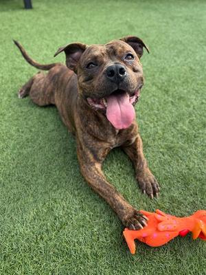 A brown brindle dog lying on green grass with its tongue out, playing with an orange toy.