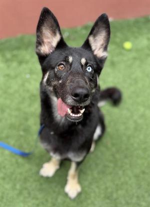 RAINIER, German Shepherd Dog, adult, available for adoption