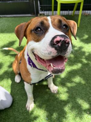 CHECKERS, Pit Bull Terrier, young, available for adoption