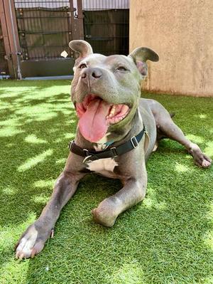 RYAN, Pit Bull Terrier, young, available for adoption