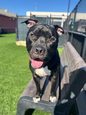 DENIM, Pit Bull Terrier, adult, available for adoption