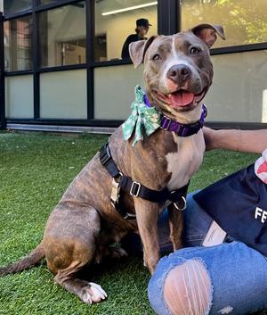SHAY SHAY, Pit Bull Terrier, adult, available for adoption