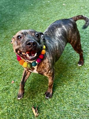 POLLY POCKET, Pit Bull Terrier / Chihuahua, adult, available for adoption
