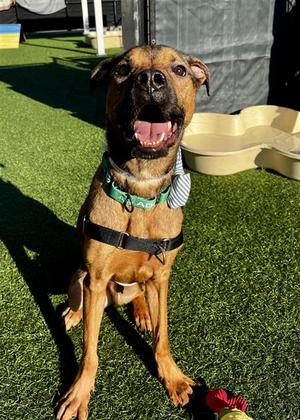 ROOKIE, Pit Bull Terrier / German Shepherd Dog, young, available for adoption