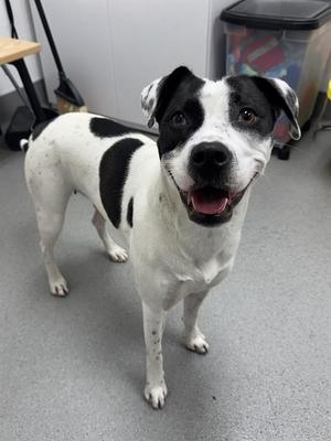 A black and white dog standing on a gray floor, looking up with its mouth open and tongue out.