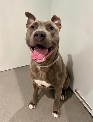 ROQUI, Pit Bull Terrier, young, available for adoption