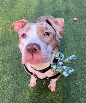 A brown and white dog with floppy ears wearing a green bandana, sitting on grass and looking up at the camera.