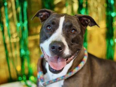 COLBIE, Pit Bull Terrier, adult, available for adoption