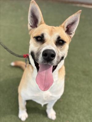 A tan and white dog with its tongue hanging out.