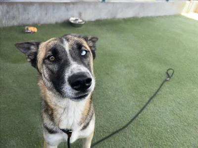 DINA, German Shepherd Dog, young, available for adoption