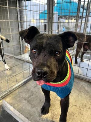 ELOISE, Cane Corso Mastiff, adult, available for adoption