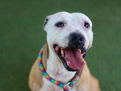 GALTIE, Mastiff, adult, available for adoption