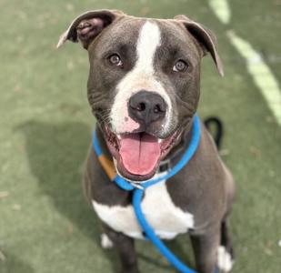 BILLY, Staffordshire Bull Terrier, young, available for adoption