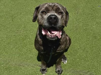 FEISTY, Cane Corso Mastiff, adult, available for adoption