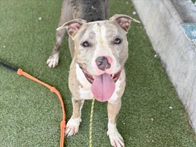 A brown and white dog with a pink tongue sticking out, standing on green artificial grass with a leash attached to its collar.