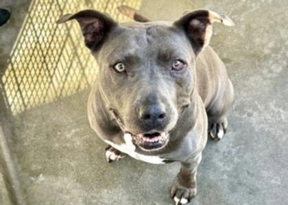 BAILEY, Staffordshire Bull Terrier, senior, available for adoption