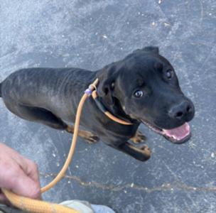 CANYON, Chesapeake Bay Retriever / Rottweiler, adult, available for adoption