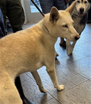 AURORA, Siberian Husky, adult, available for adoption
