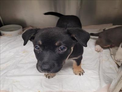 BINTA, German Shepherd Dog, puppy, available for adoption