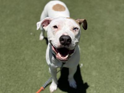 BLU, Pit Bull Terrier, adult, available for adoption