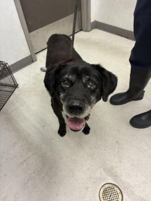DAN, Labrador Retriever, senior, available for adoption