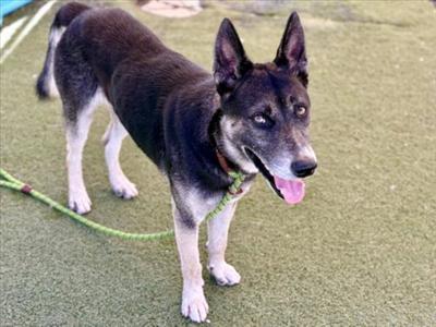 CONNER, German Shepherd Dog, adult, available for adoption
