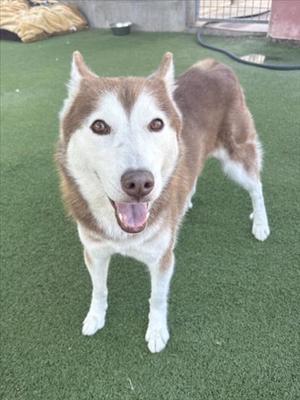 A brown and white husky dog standing on green artificial grass, with its mouth open and tongue out, looking directly at the camera.