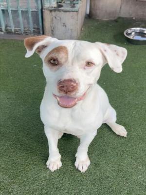 FRANKLIN, Pit Bull Terrier, senior, available for adoption