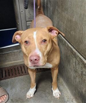 CHUNKY, Staffordshire Bull Terrier, adult, available for adoption